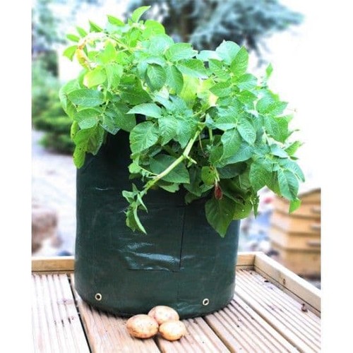 Potato planter - potato,