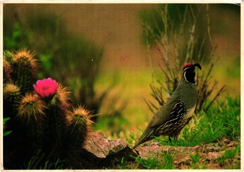 Vtg postcard gambel quail - postcard,