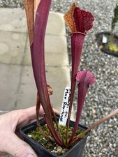 Sarracenia Max Rawlings from