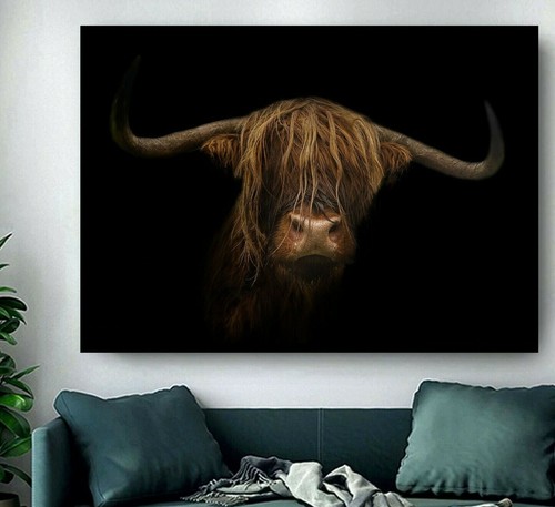 Gorgeous highland cow - highland, ginger
