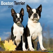 Boston Terrier 2026 Calendar  Square Wall Calendar  Dog Breed Gift  Plastic Free