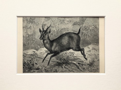 Indian muntjac deer print - deer,