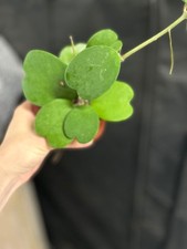 Hoya kerrii,vined, Wax House Plant in 8.5cm Pot, growing plant, hard to find