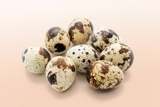 Jumbo Coturnix Quail 36 Eggs