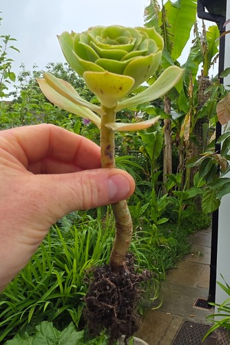 Aeonium arboreum rooted - arboreum, plug