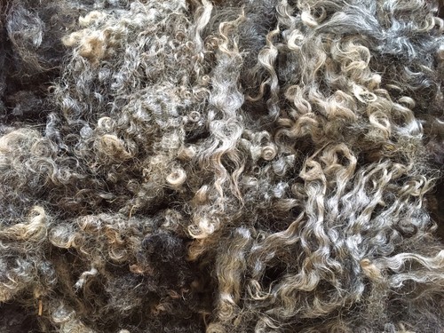 Raw unwashed gotland - 1, kg