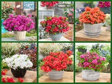 [x6] Dwarf Japanese Azalea  | Mix Pack | Evergreen Shrubs | P9 Pots