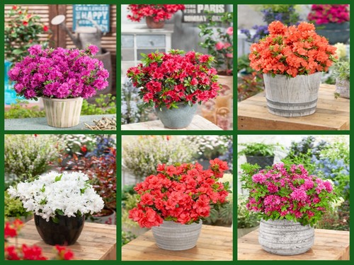 Dwarf japanese azalea - [x6],