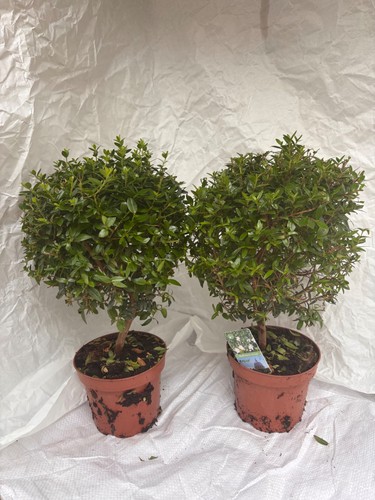 Mini standard myrtle - 2x,