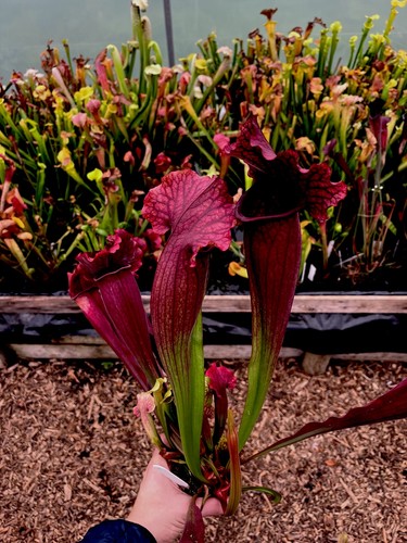 Sarracenia leucophylla true - sarracenia,