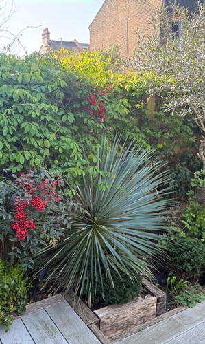 Large mature yucca - ,