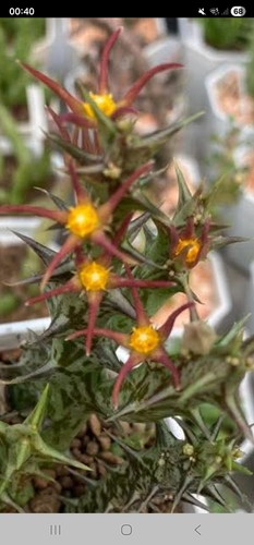 Orbea laikipensis huernia - no,