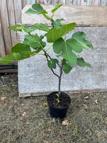 Fig tree brown - fig, turkey