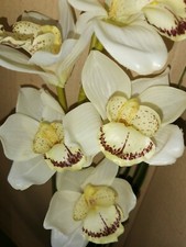 5 x 36" "Real Touch" Cymbidium Orchid Cream stems with leaves Wedding Home Deco