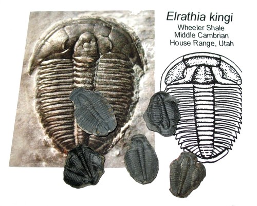 Cambrian elrathia kingi - elrathia,