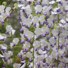Wisteria floribunda Multijuga