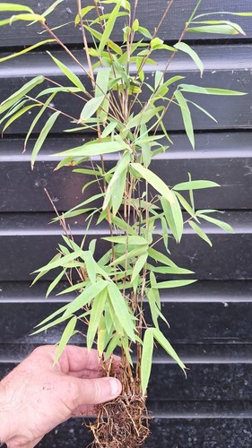 Black pearl bamboo nitida - black,