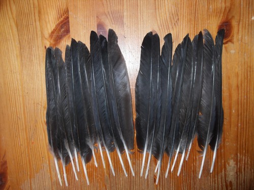 Crow quill wing - crow,