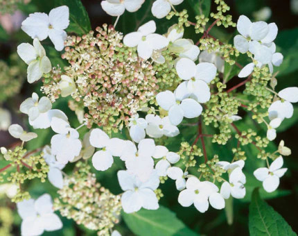 Climbing hydrangea petiolaris - hydrangea,