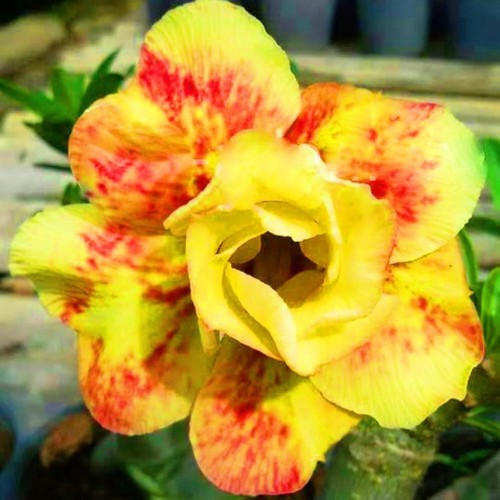 Yellow red desert rose - 4, seeds