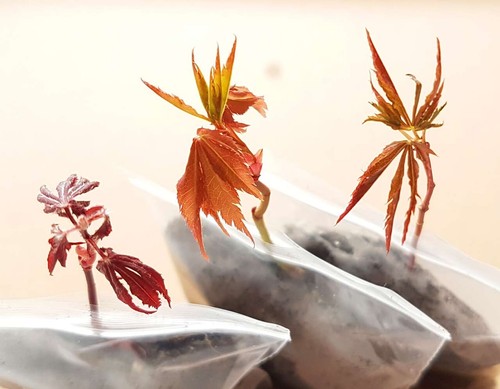 Bonsai starter different - starter,