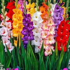 100 Mixed Gladioli Bulbs Hardy