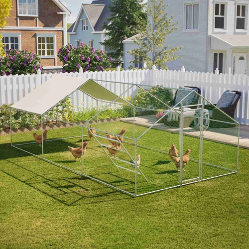 Chicken run cage walk - cage, hen