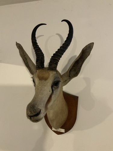 Antique springbok taxidermy - antique,