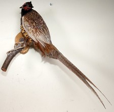 Beautiful Hunting Pheasant
