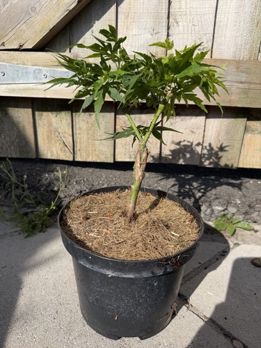 Acer palmatum mikawa - palmatum,