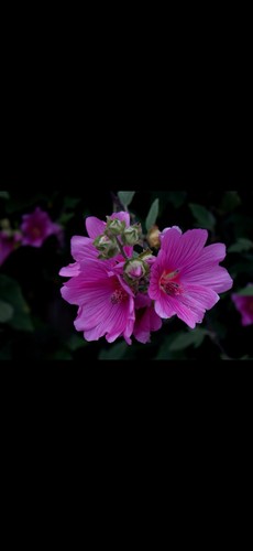 Lavatera rosea mallow bush - rosea,