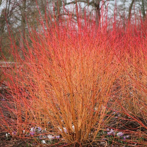 Cornus sanguinea midwinter - cornus,