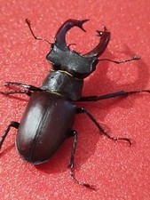 Stag beetle, stag beetle