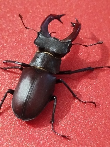 Stag beetle - beetle,,
