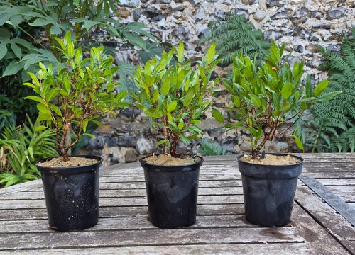 Myrtus communis common myrtle - communis,