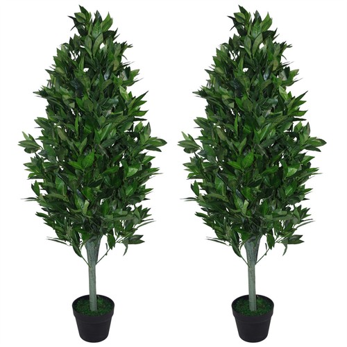 Bay topiary trees - bay,