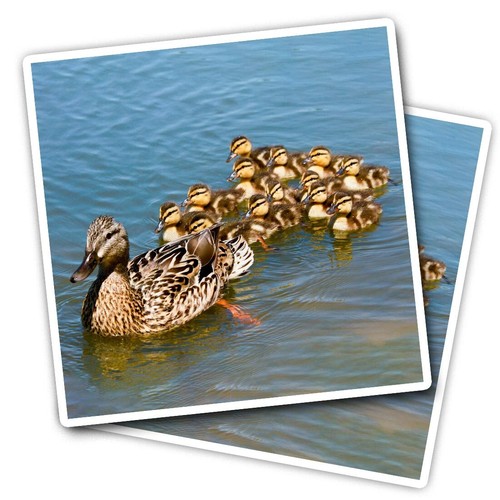 Vinyl stickers mallard - vinyl,