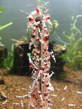 10x Small Walnut & Papaya Leaf