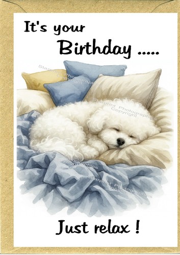 Bichon frise dog birthday - bichon,