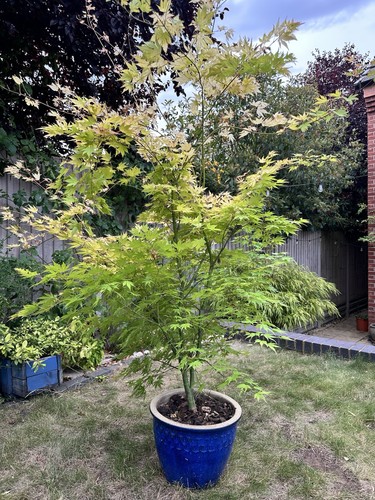 Acer palmatum summer gold - palmatum,