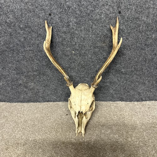 Sika deer stag - sika, skull