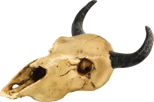 Repstyle skull goat 16 - x, 16.5