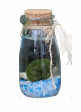 ALL sizes MARIMO MOSS BALL Cladophora live aquarium fish shrimp tank plant nano