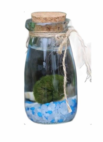 All sizes marimo moss - sizes,