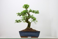 Bonsai Chinese Elm 28cm Navy
