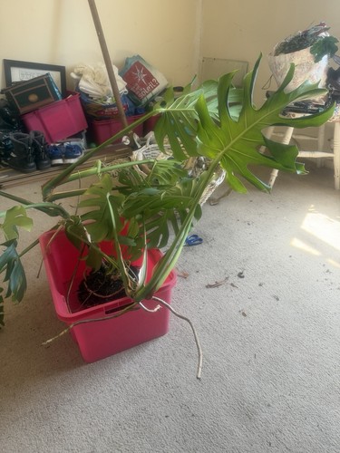 Swiss cheese plant monstera - cheese,