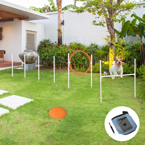 Dog agility equipment - dog,