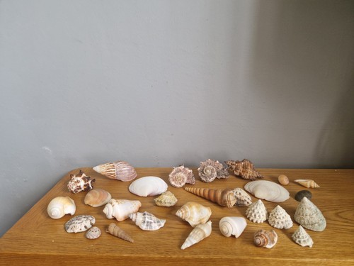 Sea shells collection of - shells,