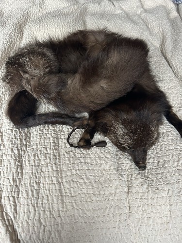 Vintage real fur - fox, stole