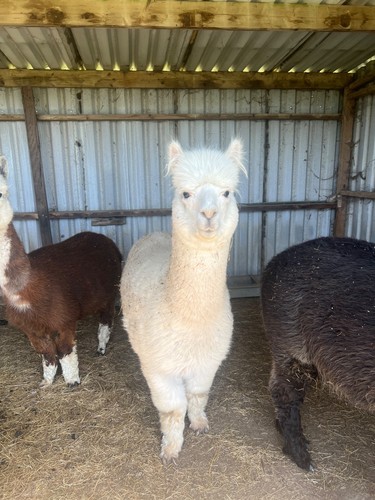 100 raw white alpaca fleece - 100%raw,
